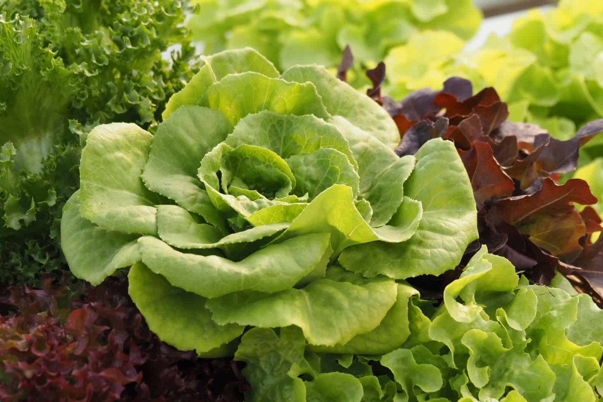 salat wächst im schatten im garten