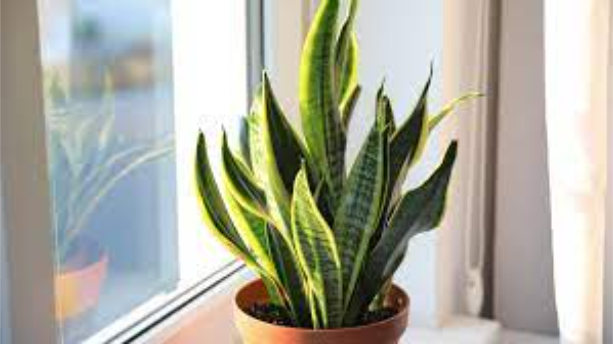 sansevieria trifasciata gegen schimmel zu hause