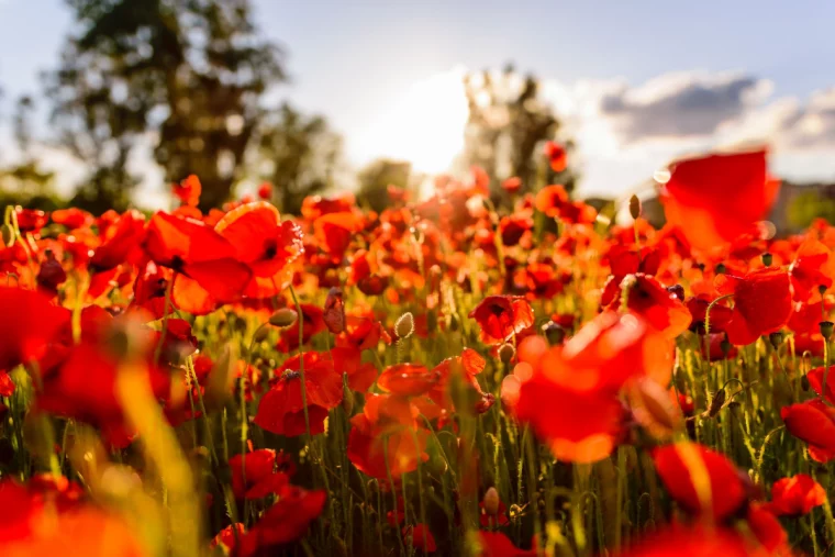 sonnenuntergang über dem mohnblumenfeld