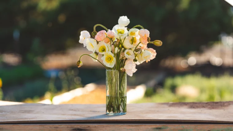 strauß mit weißen und rosa mohnblumen im glas