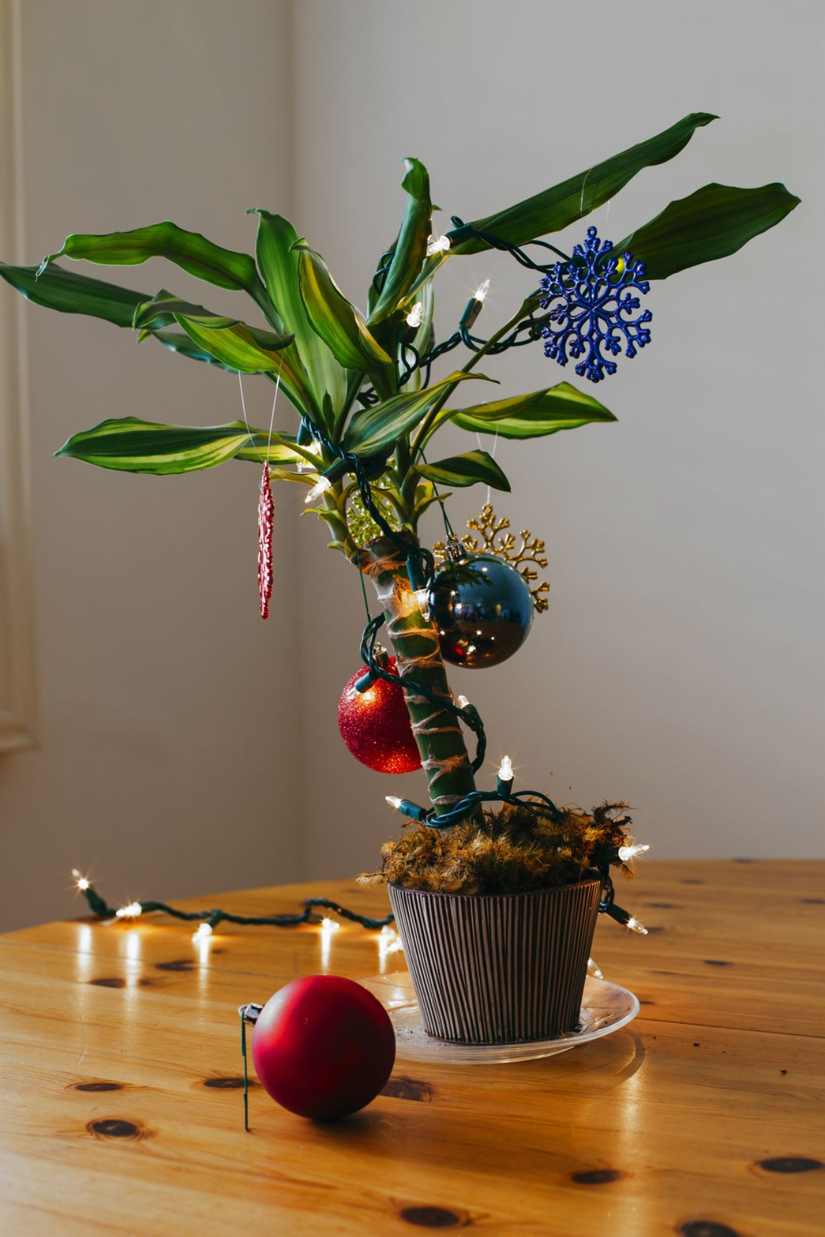 zimmerpflanze mit lichtern und weihnachtsschmuck