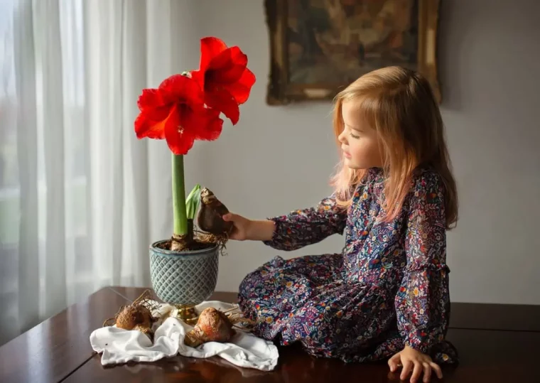 amaryllis einpflanzen und pflegen rote amaryllis im topf auf tisch maedchen