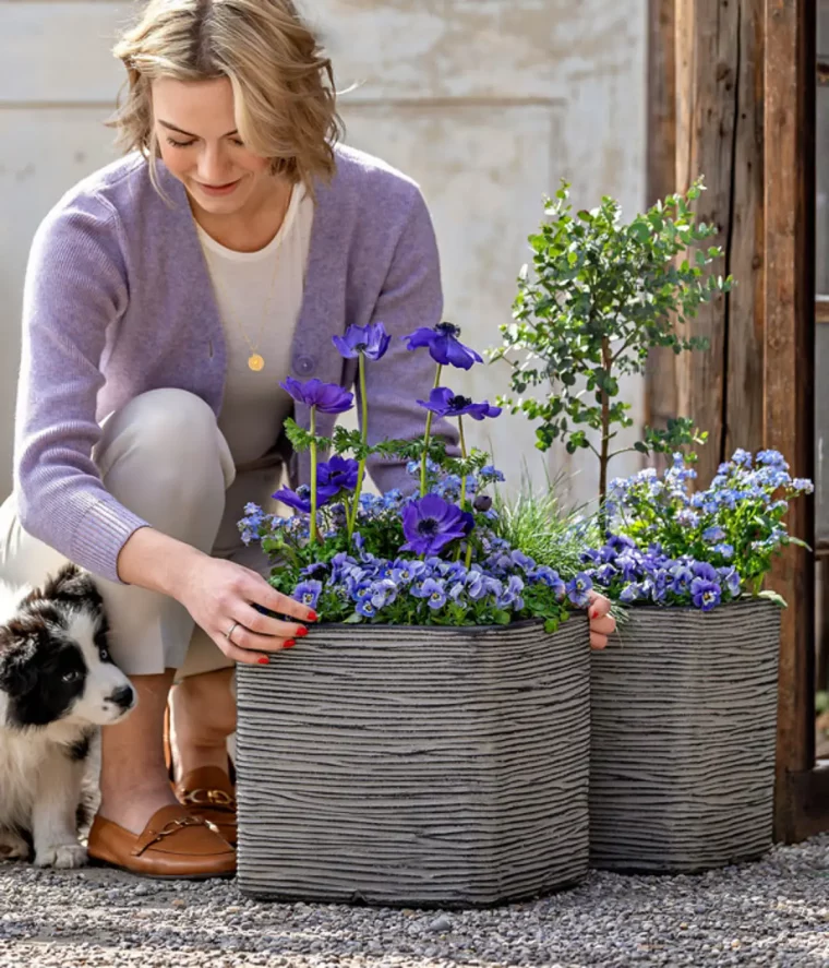 anemone im topf ueberwintern welche anemone ist winterhart frau topft anemone in kuebel