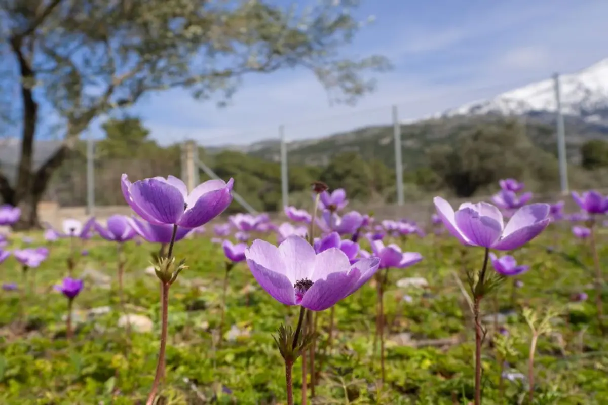 anemone pflanzen zeitpunkt ueberwintern anemone coronara blueht in lila im garten