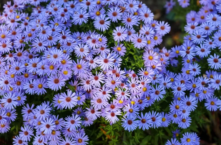 astern pflegen anspruchslose pflegeleichte blumen