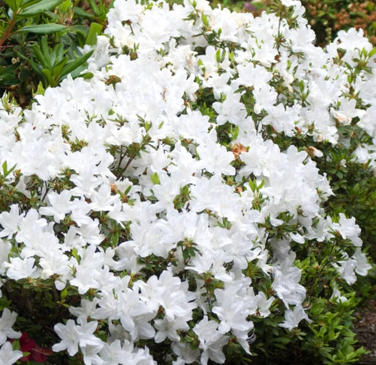 azalee als gartenpflanze anbauen und pflegen weiße blüten