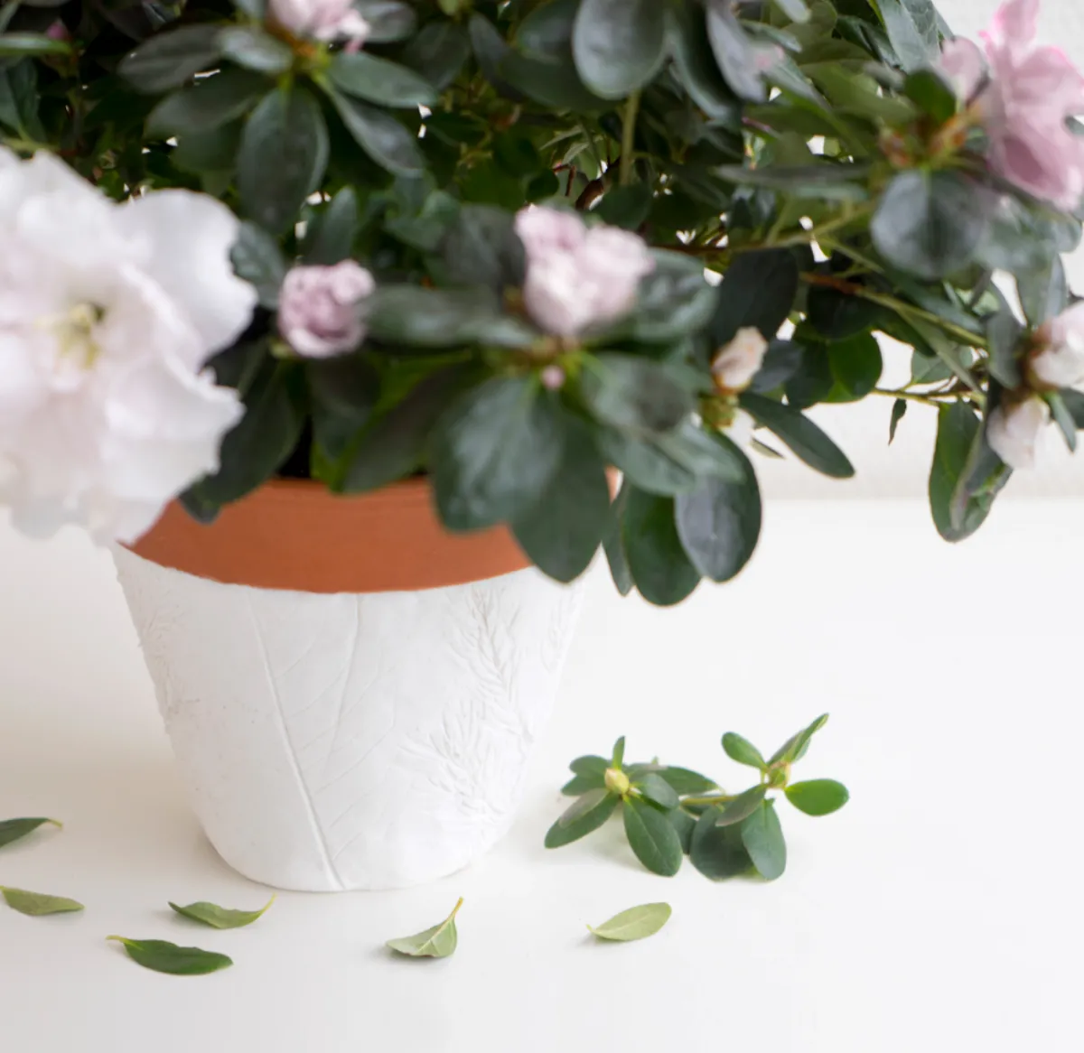 azalee pflegen als zimmerpflanze weiße blüten