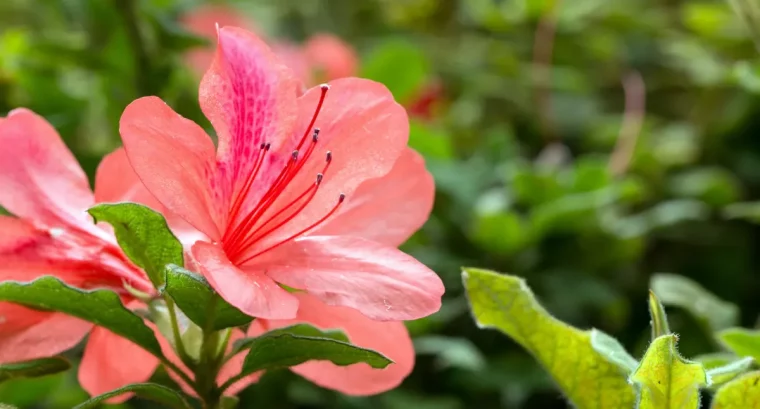 azalee schöne große blüten pflege was ist zu beachten