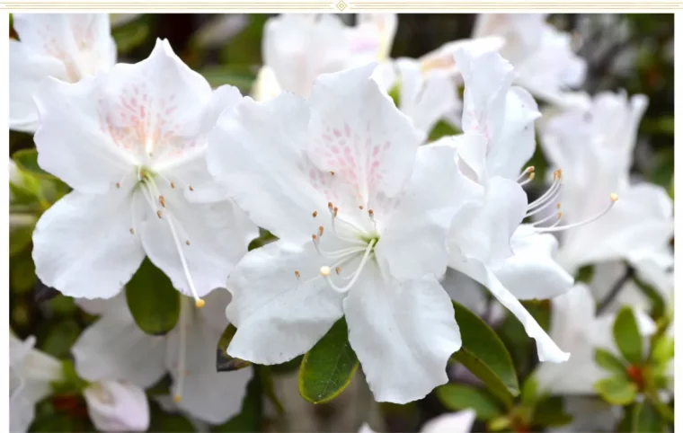 azalee weiße blüten schöne zimmerpflanze anspruchsvoll während blütezeit