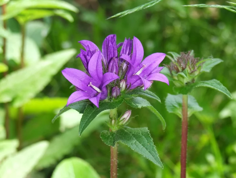 blume mit glocken glockenblume mit lila blueten