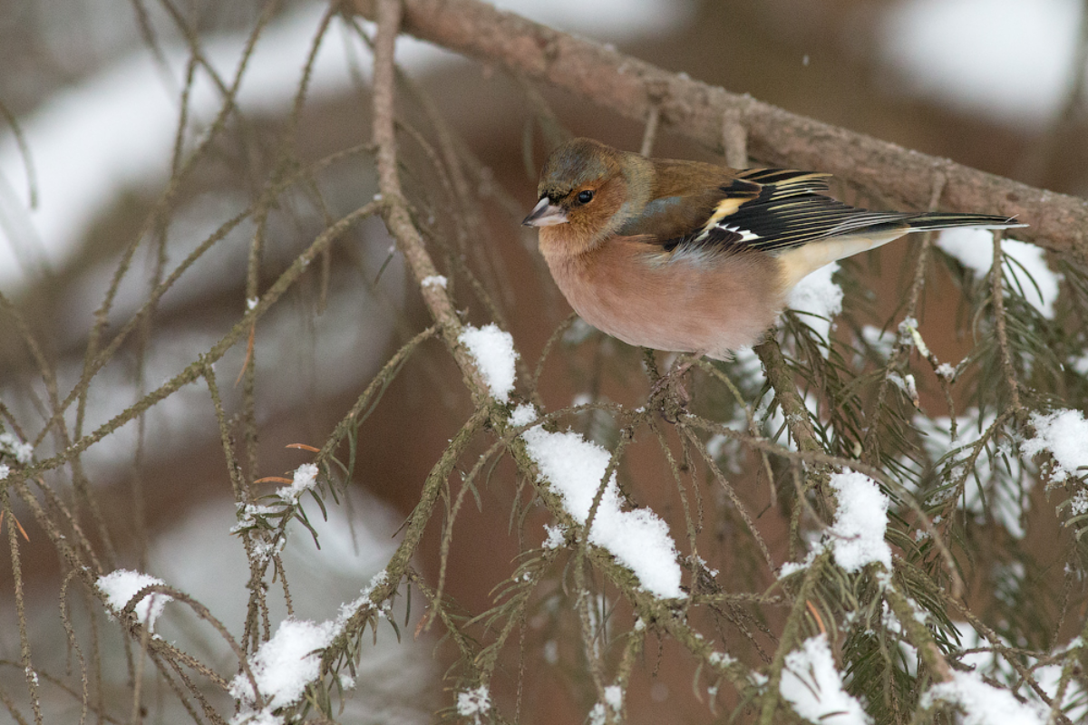 buchfink im winter