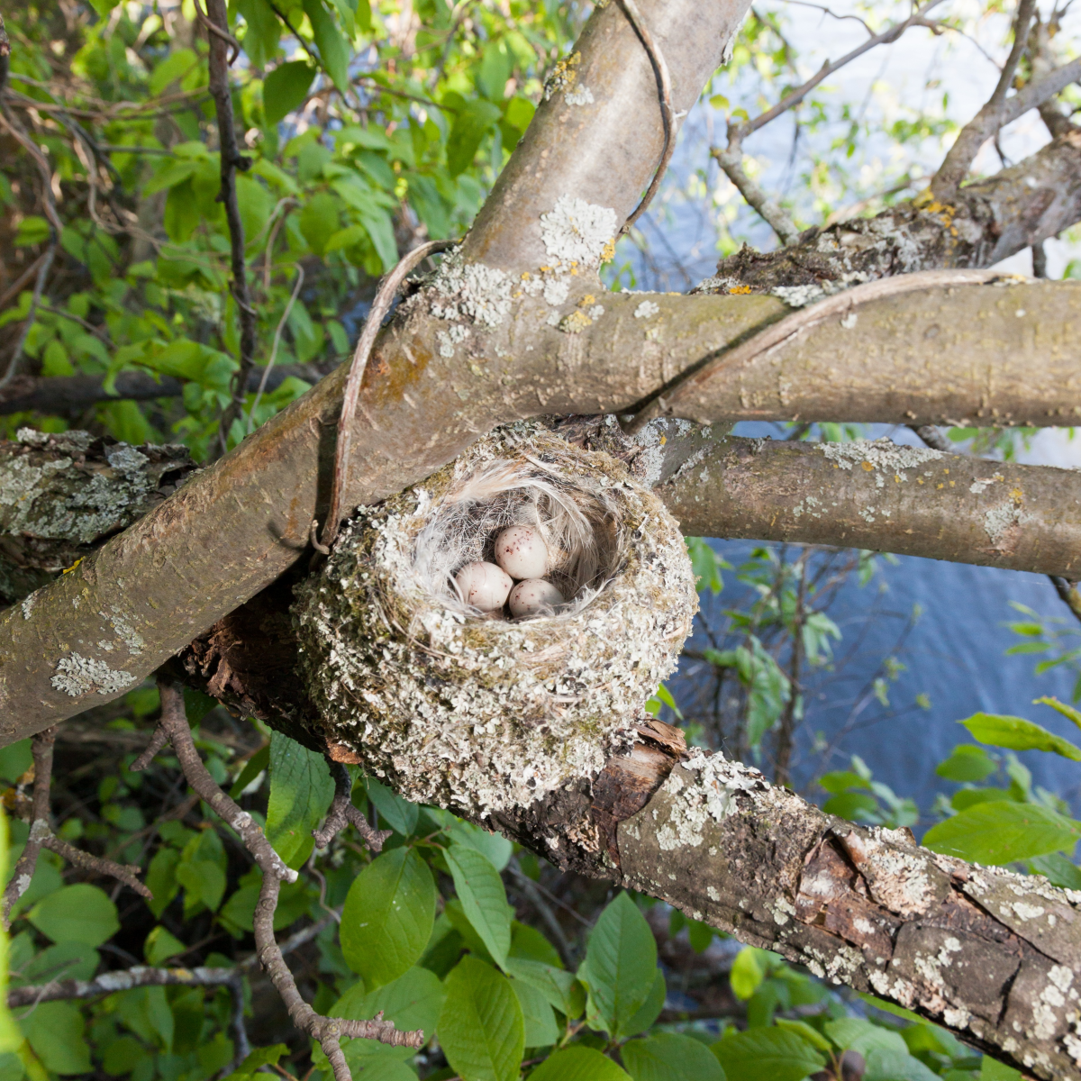 buchfink nest mit eiern