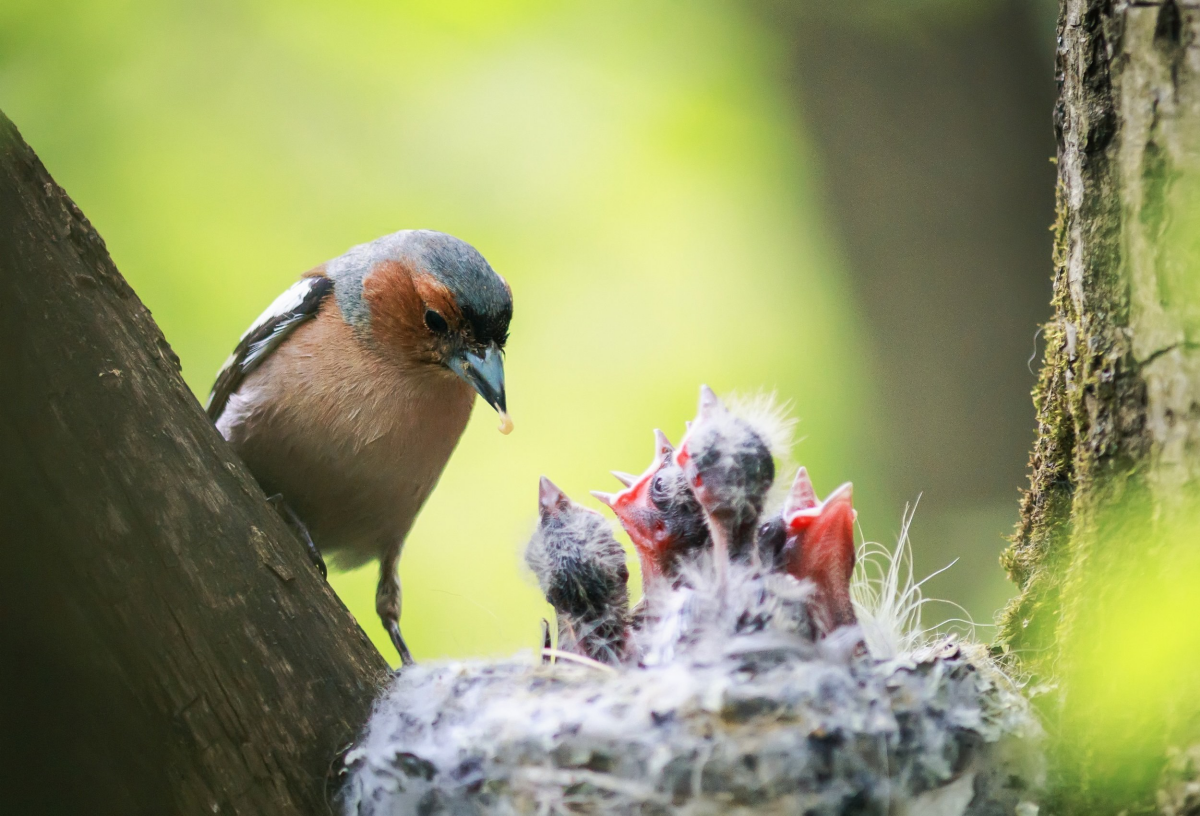 buchfinken jungvoegel im nest
