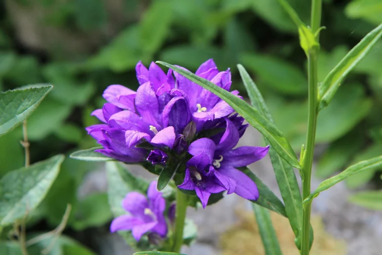 campanula pflanze pflegen sommerbluhende pflanzen