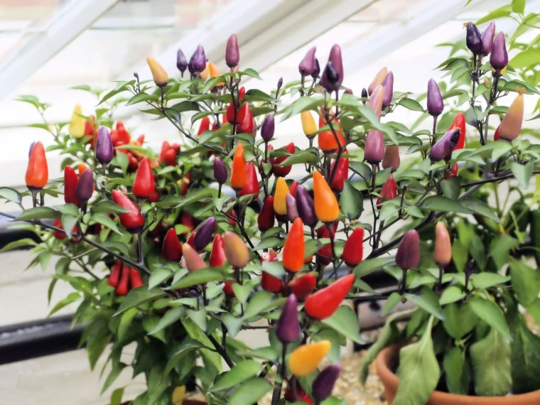 chili pflanze ueberwintern paprikas in gewaechshaus