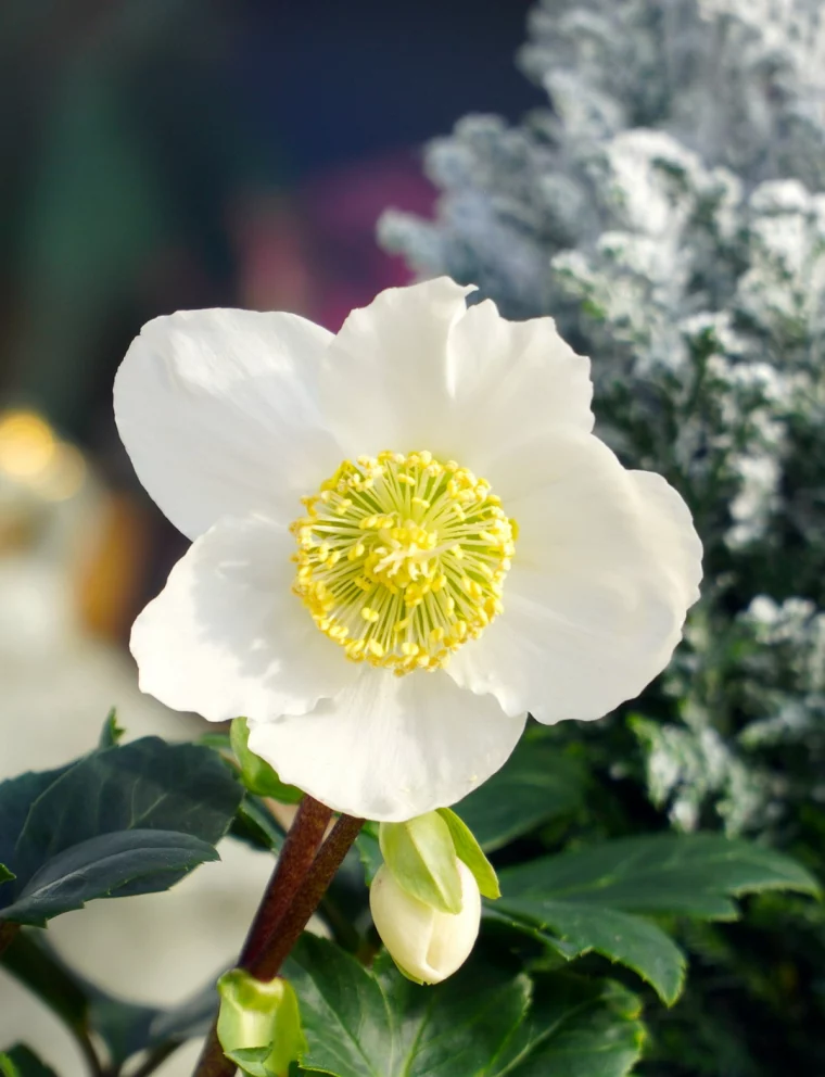 christrose pflege im topf weisse bluete gartenpflanze an der sonne