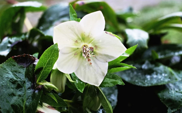 christrose pflege tipps winterfeste gartenblume mit weissen blueten
