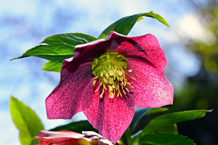 christrose standort im garten rosa helleborus an der sonne