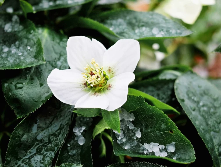 christrosen pflege tipps helleborus anbauen