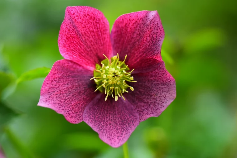 christrosen pflegen rosa helleborus niger