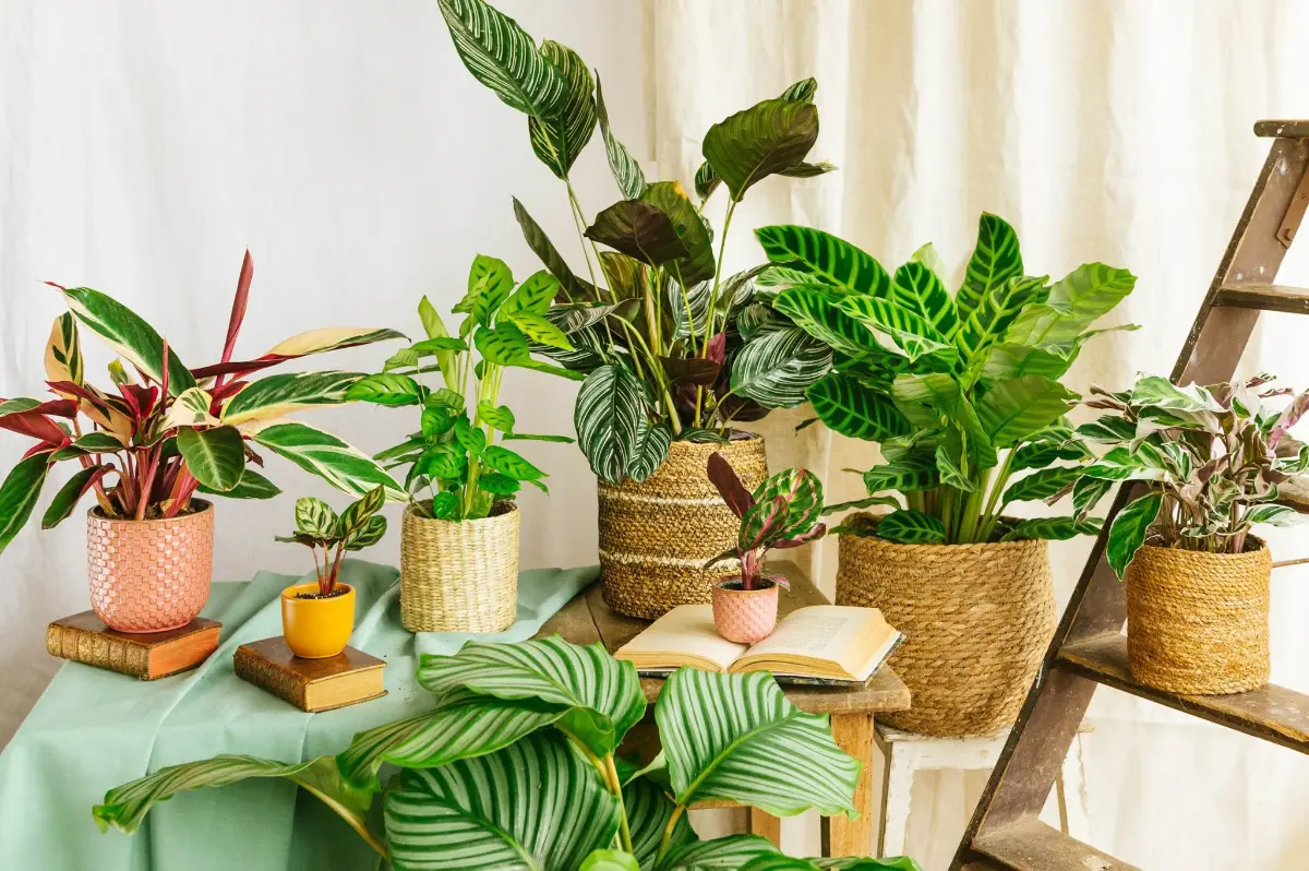 die richtige calathea pflege ist hier