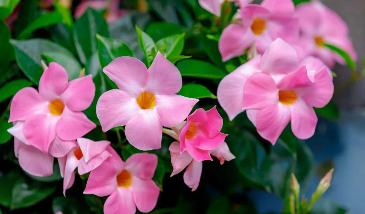 dipladenia blüten rosa farbe schnöne pflanze anspruchsvoll