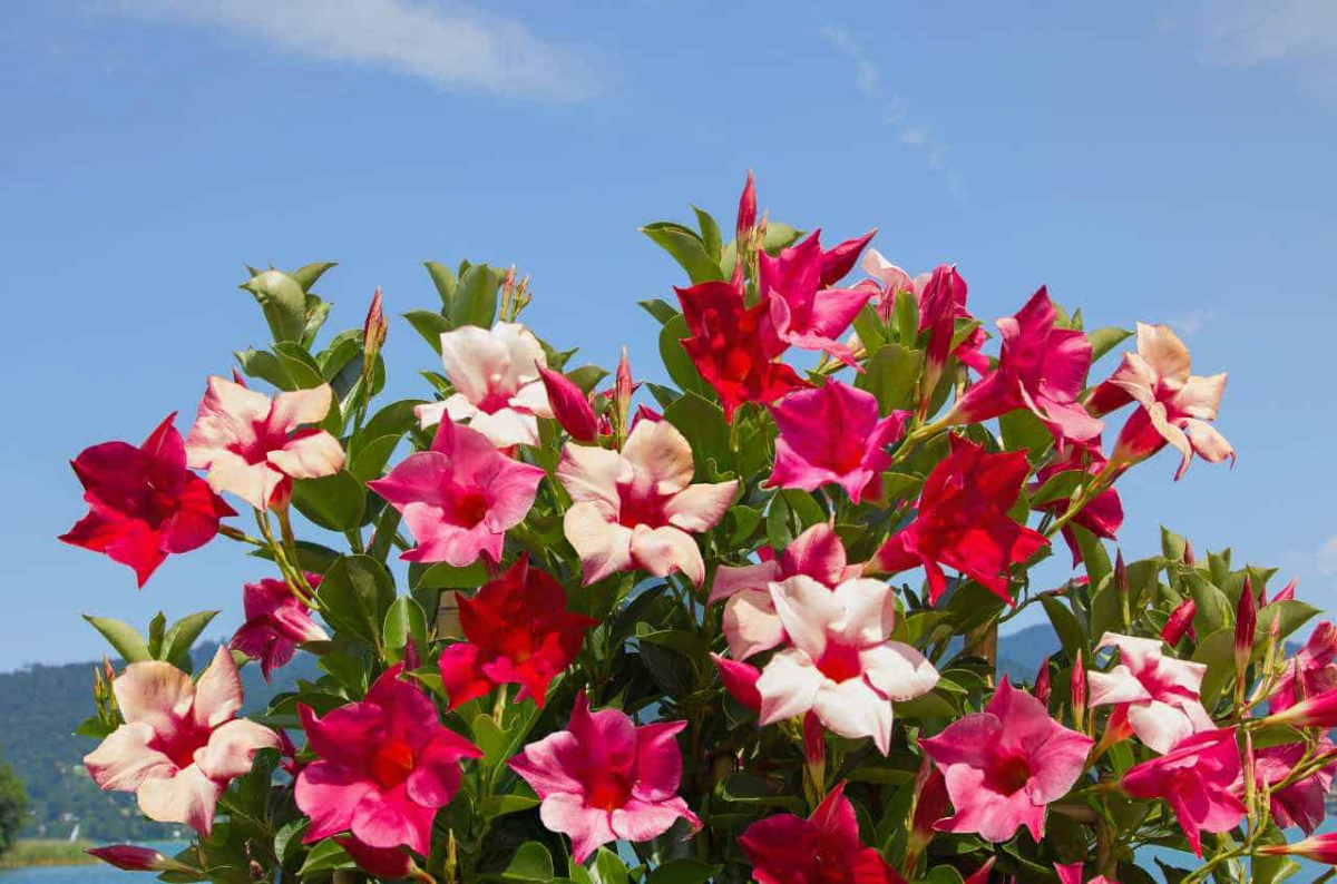 dipladenia pflegen und welche gartentipps sind zu befolgen