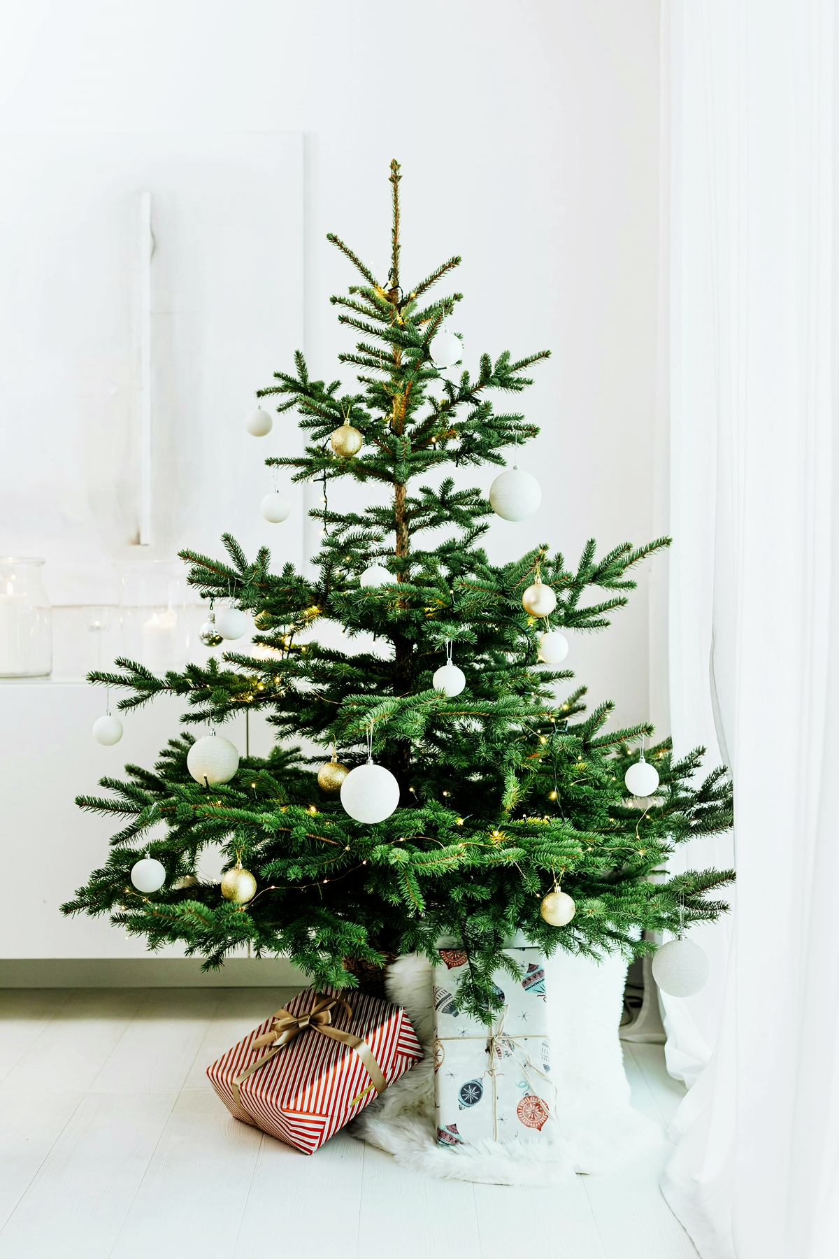 echter tannenbaum zum weihnachten pflege tipps
