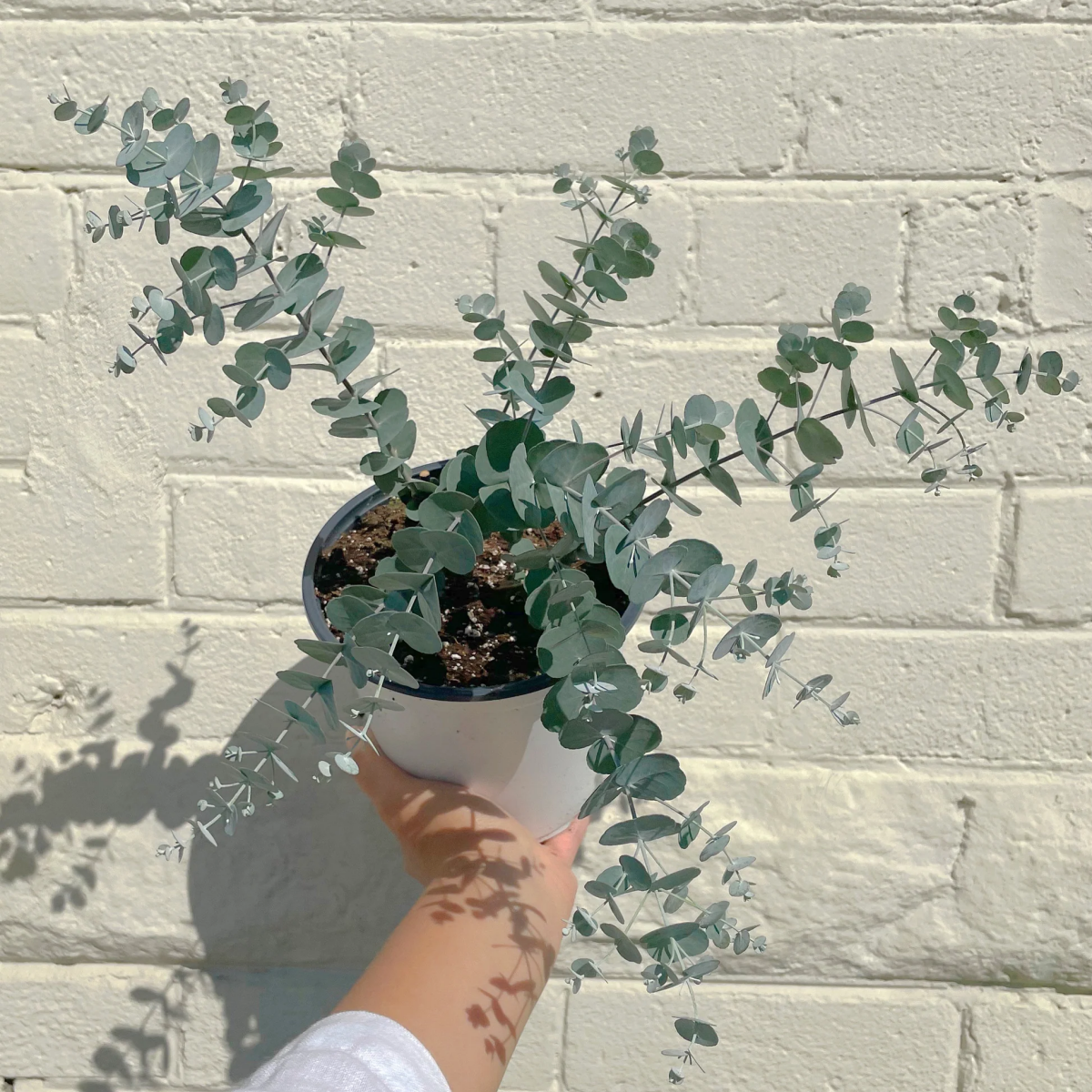 eukalyptus blätter und eukalyptus farbe pflegen