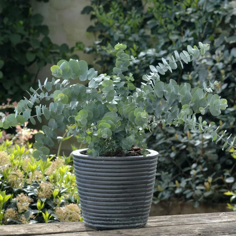 eukalyptus im topf pflanzen und wie eukalyptus pflegen