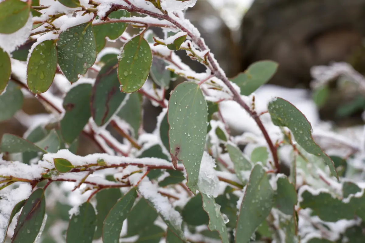 eukalyptus pflanze pflege im topf im winter eukalyptus draussen mit schnee bedeckt winterhart