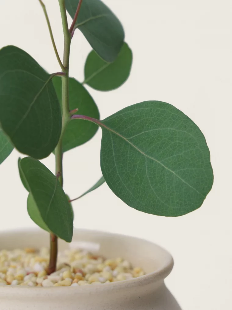 eukalyptus vermehren und eukalyptus bluete pflegen