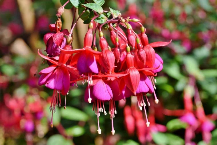 fuchsien wie schneiden fuer eine uepige bluete