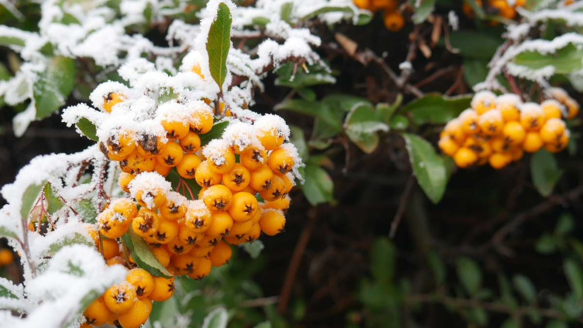 gartenpflanzen giessen baum mit gelben beeren gedeckt mit schnee