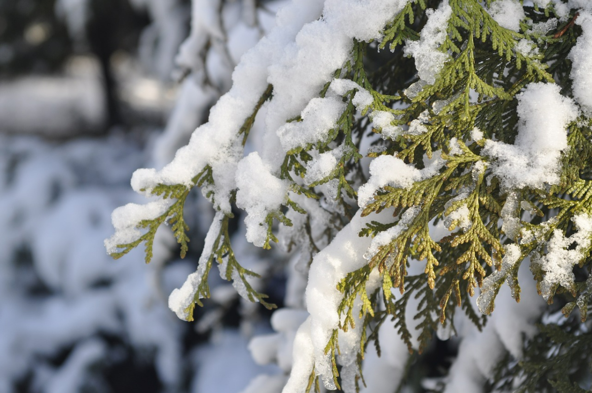 gartenpflanzen winter pflege immergruender baum schnee
