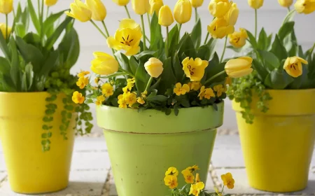 gelbe tulpen und stiefmütterchen im topf pflegen blüte