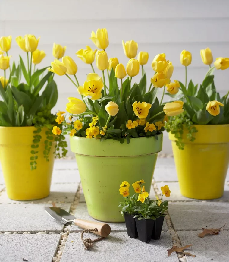 gelbe tulpen und stiefmütterchen im topf pflegen blüte