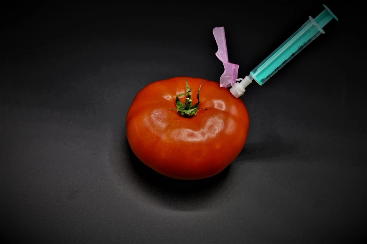 gentechnik tomate genmanipuliert