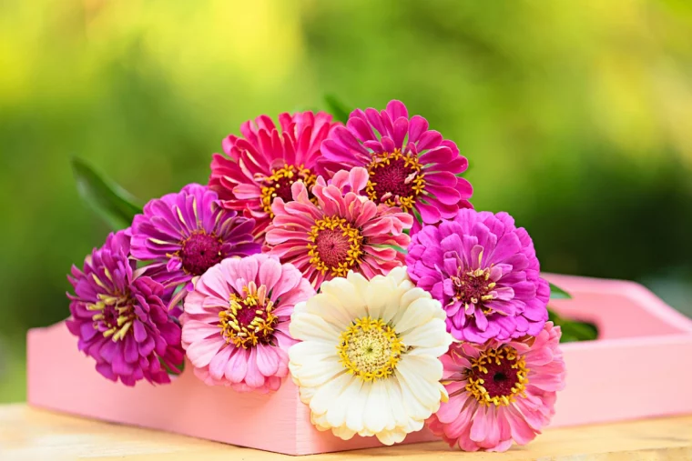 gerbera blumen in rosa weiss und lila