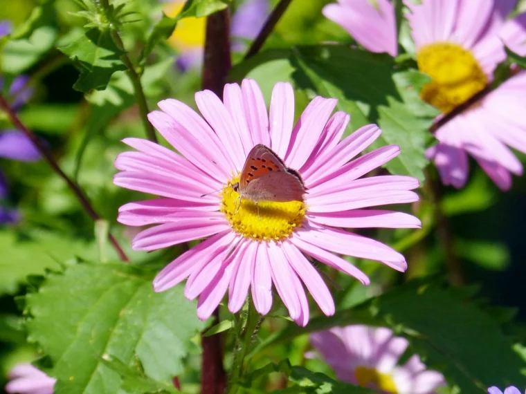 gerbera pflege tipps rosa blume mit schmetterling