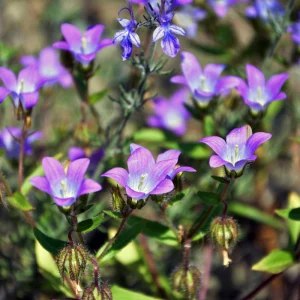 glockenblume arten campanula cochleariifolia bavaria blue