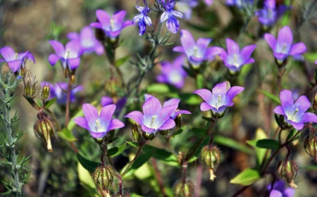 glockenblume arten campanula cochleariifolia bavaria blue