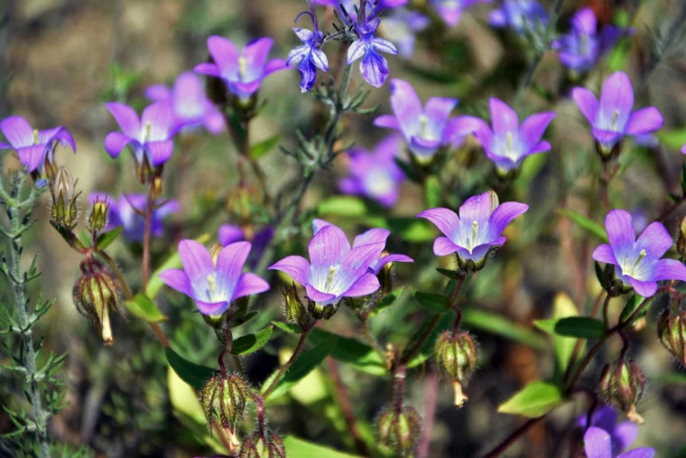 glockenblume arten campanula cochleariifolia bavaria blue