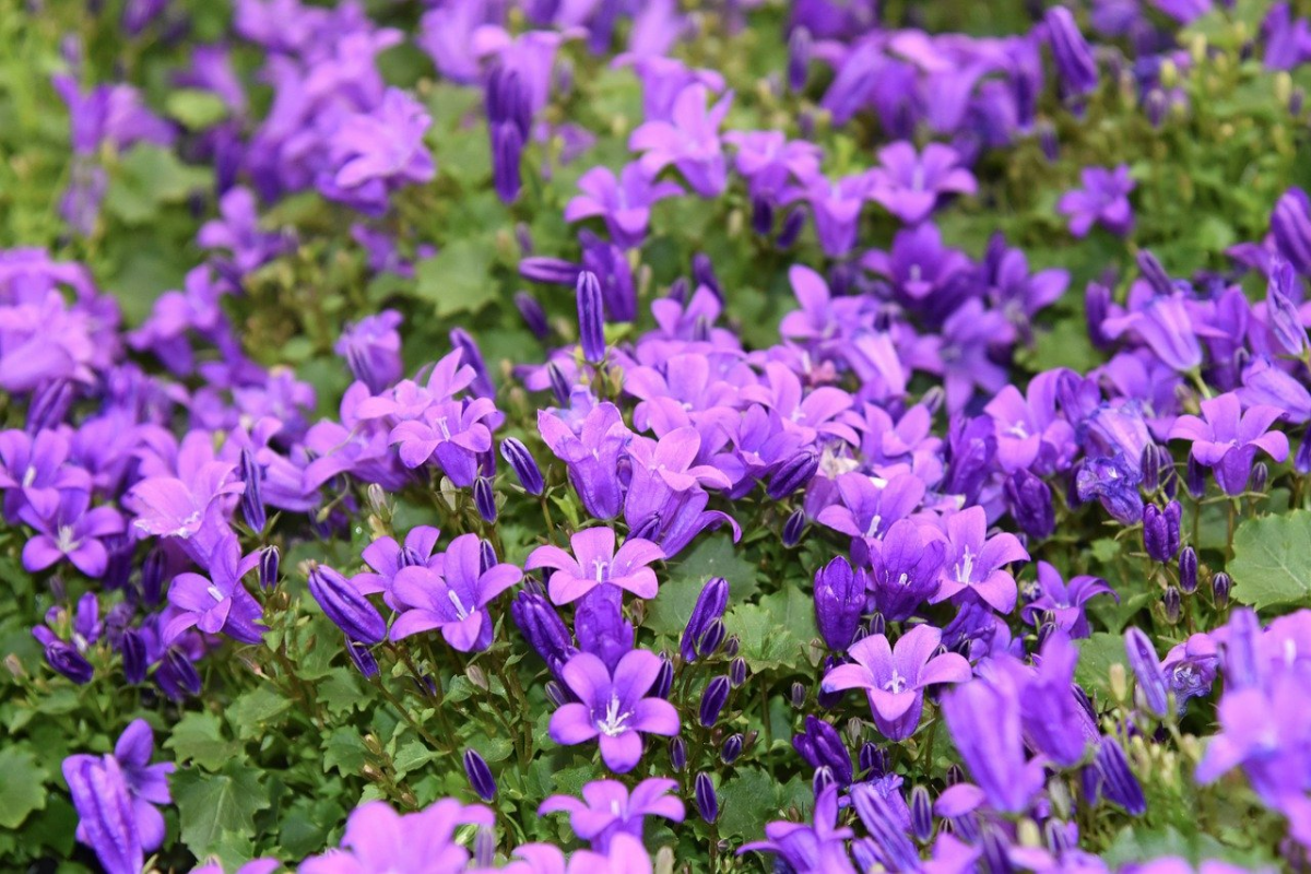 glockenblume pflege tipps gartenpflanze mit kleinen lila blueten