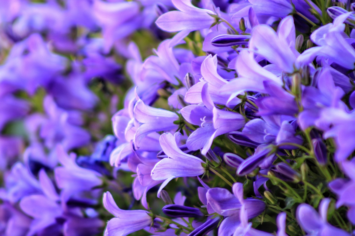 glockenblume pflege tipps viele kleine lila blueten glocken
