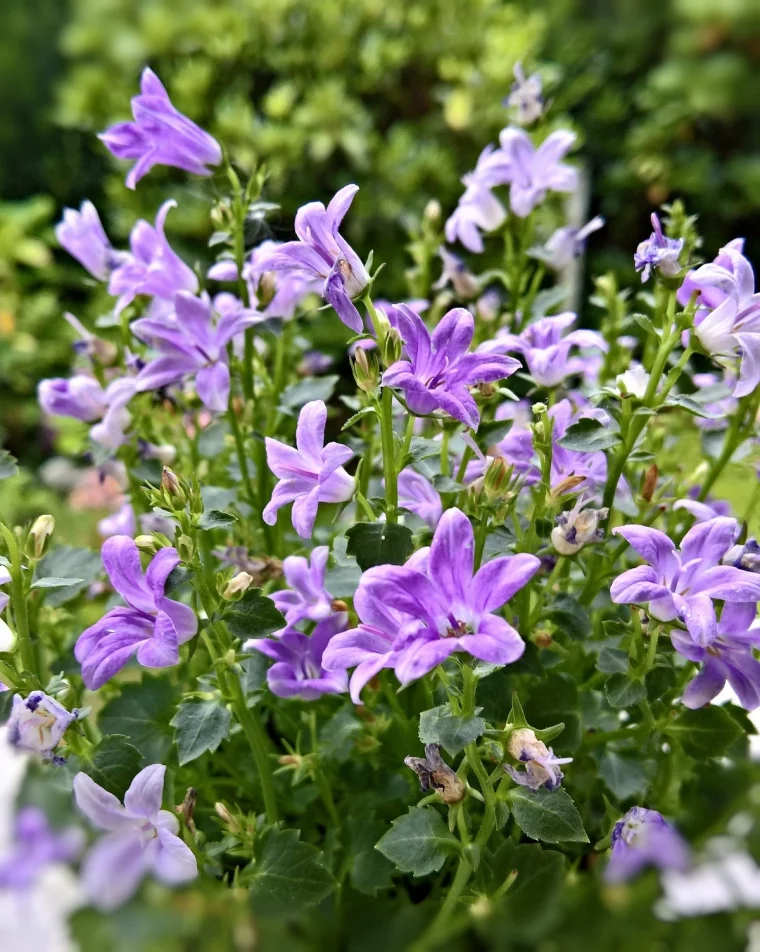 glockenblume pflegen gartnpflanze mit kleinen blueten