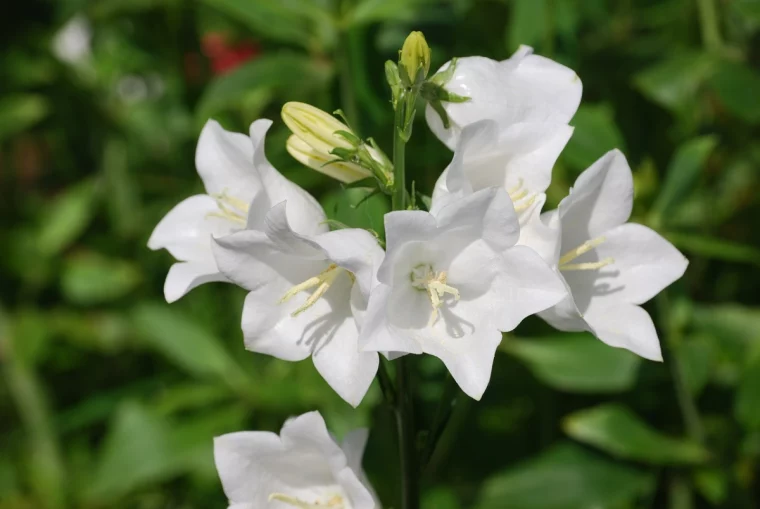 glockenblume weiss pflege staude pflanzenarten campanula
