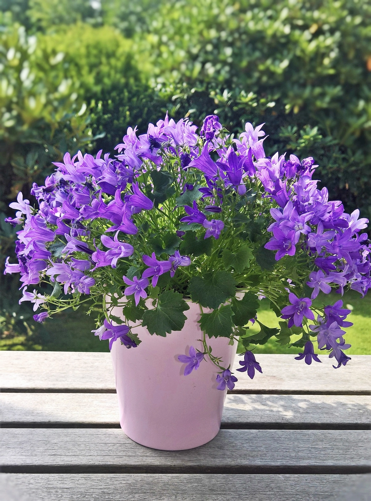 glockenblumen im topf ueberwintern topfpflanze mit lila blueten