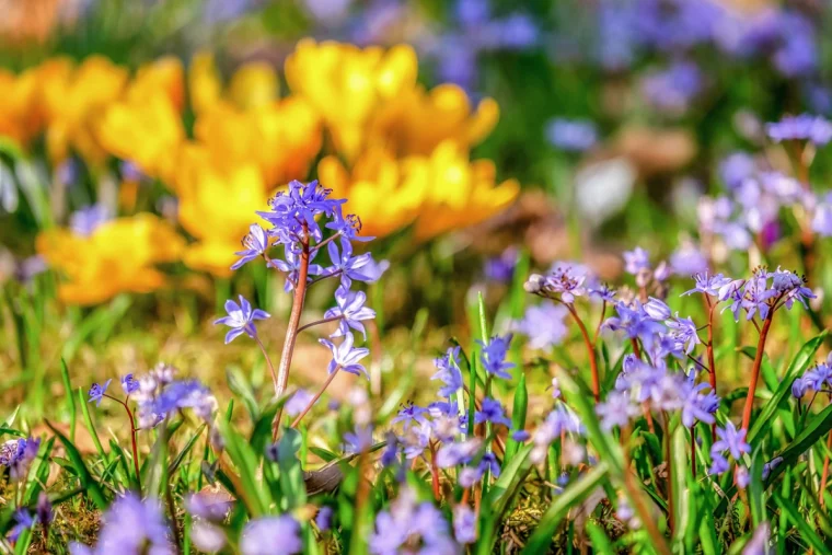glockenblumen wiese mit bluhende pflanzen campanula