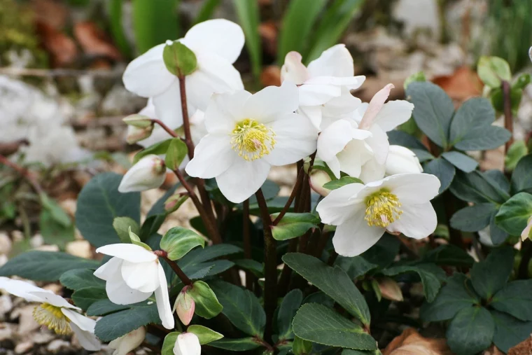 helleborus niger winterharte blume christrose im garten